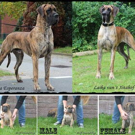 nog drie pups beschikbaar
