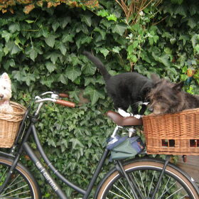 Hondenfoto van Heidi & Noortje