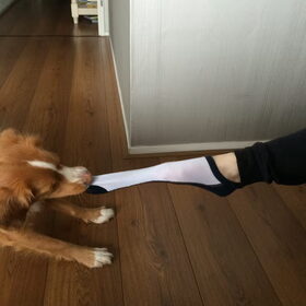 Hondenfoto van Sigrid, Sandy, Diva & Nala
