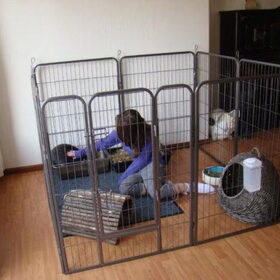 Hondenfoto van Cassy met Pepsi, Shana en Mandy
