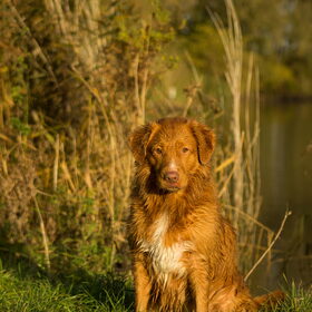 Hondenfoto van Luan en Lenne