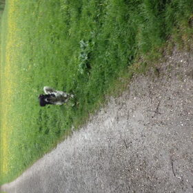 Hondenfoto van Michelle & Bentley