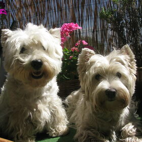 Hondenfoto van Heidi & Noortje