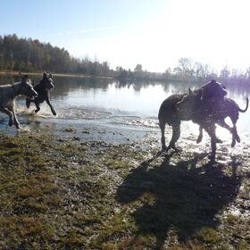 Budel met 5 Ieren