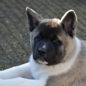 Hondenfoto van Takara ( en Caesar R.I.P.).