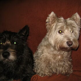 Hondenfoto van Heidi & Noortje