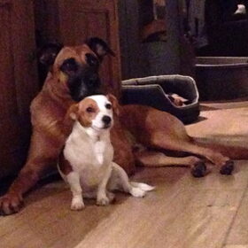 Hondenfoto van Vrouwtje van Denzel en Diva (R.I.P. Dixie)