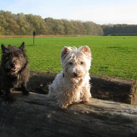 Hondenfoto van Heidi & Noortje