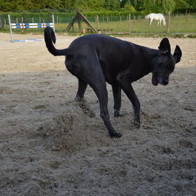 Ik ben Blue, kruising Deen x Bouvier. Zand en water, ben ik gek…