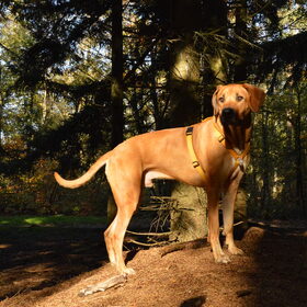 in het bos