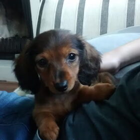 Hondenfoto van Anja, Jamie <3 Zelda