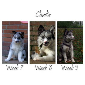Charlie!