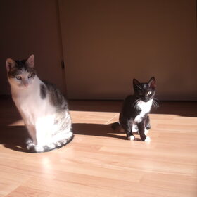 Hondenfoto van Jantina, Laila & Luna