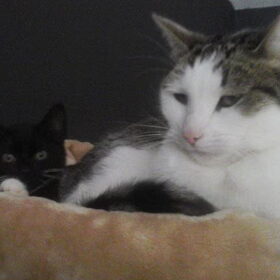 Hondenfoto van Jantina, Laila & Luna