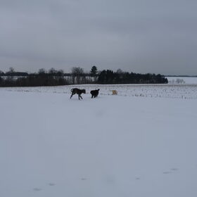 Hondenfoto van Jeanine :)