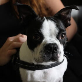 Hondenfoto van Romeo en Rocky