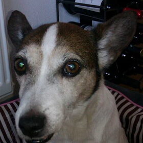 Onze lieve Balou, deze schat is 15 jaar mogen worden.