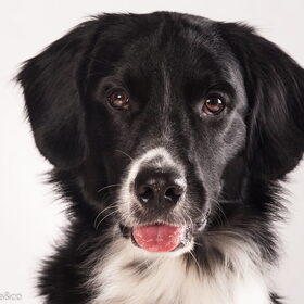 Hondenfoto van Michelle & Bentley
