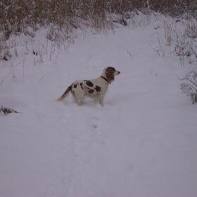 Hondenfoto van Liesbeth/Skinny