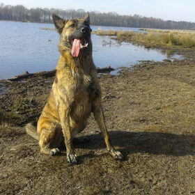 Hondenfoto van Dutchshepherdteam 
