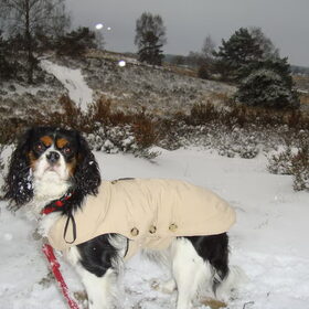 Hondenfoto van Kelly en Scylla