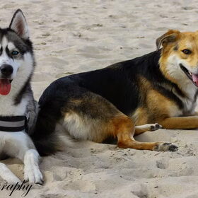 Hondenfoto van Tiffani & Pepper 