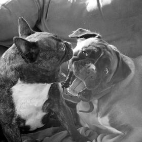 Hondenfoto van Ziva †, Bullie †, en Bandhu