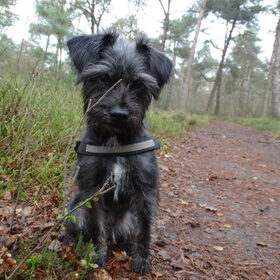 Hondenfoto van Ciska en Spanjaardje Moh (Bambi r.i.p.)