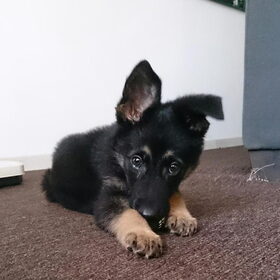Buddy 11 weken oud