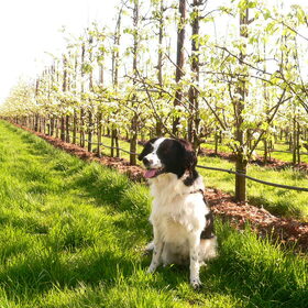 Hondenfoto van Angelique; Bruno, Charlie & Fenna  