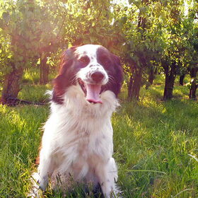 Hondenfoto van Angelique; Bruno, Charlie & Fenna  