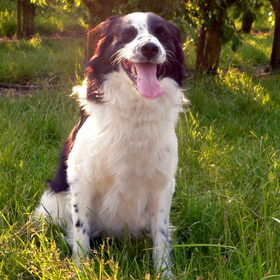 Hondenfoto van Angelique; Bruno, Charlie & Fenna  