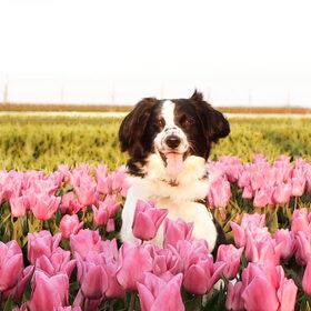 Hondenfoto van Angelique; Bruno, Charlie & Fenna  