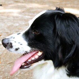 Hondenfoto van Angelique; Bruno, Charlie & Fenna  