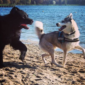 Hondenfoto van Anouk & Balou<3