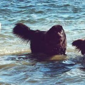 Hondenfoto van Anouk & Balou<3