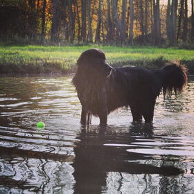 Hondenfoto van Anouk & Balou<3