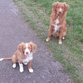 Hondenfoto van Luan en Lenne