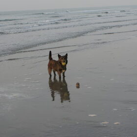 Hondenfoto van Heidi & Noortje