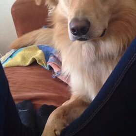 Hondenfoto van Hans 