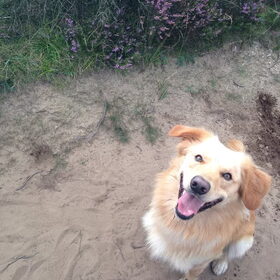 Hondenfoto van Hans 