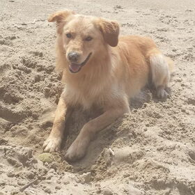 Hondenfoto van Hans 