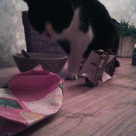 Hondenfoto van Angelique; Bruno, Charlie & Fenna  