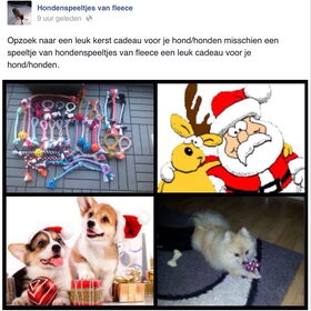 Hondenfoto van Sigrid, Sandy, Diva & Nala