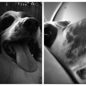 Hondenfoto van Angelique; Bruno, Charlie & Fenna  