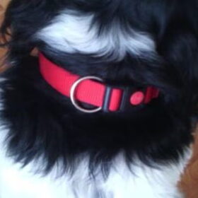 Hondenfoto van Angelique; Bruno, Charlie & Fenna  