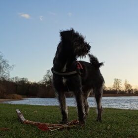 Hondenfoto van Ciska en Spanjaardje Moh (Bambi r.i.p.)