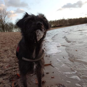 Hondenfoto van Ciska en Spanjaardje Moh (Bambi r.i.p.)