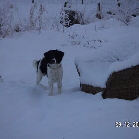 Zorro's eerste sneeuw