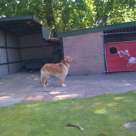Hondenfoto van L&R